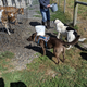 Illustration for article titled Toby, dairy, and robot feed pusher
